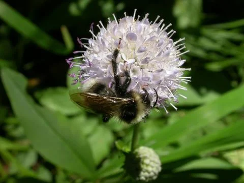 Bee on the flower Stock Photos