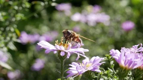 Bee at the flower Foto stock