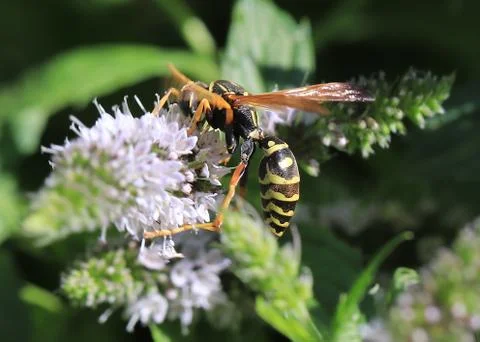 Bee on the flower Stock Photos