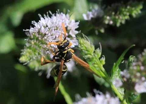 Bee on the flower Stock Photos