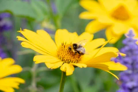 Bee on a flower Stock-Fotos