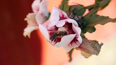 Bee on the flower Foto stock