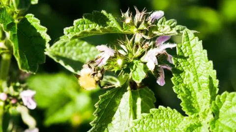 Bee on the flower Foto stock