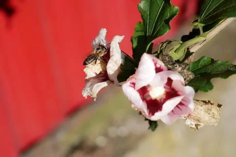 Bee on the flower Stock Photos