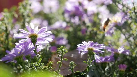 Bee on the flower Foto stock