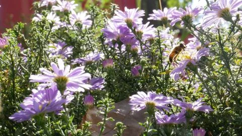 Bee on the flower Foto stock