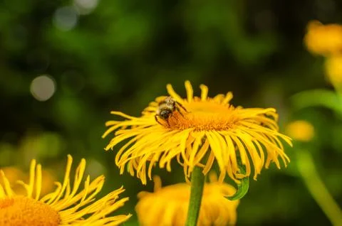 Bee on a flower Stock Photos