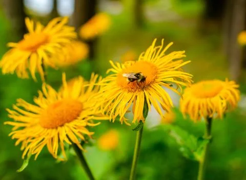 Bee on a flower Stock Photos