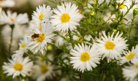 Bee on a flower Stock Photos
