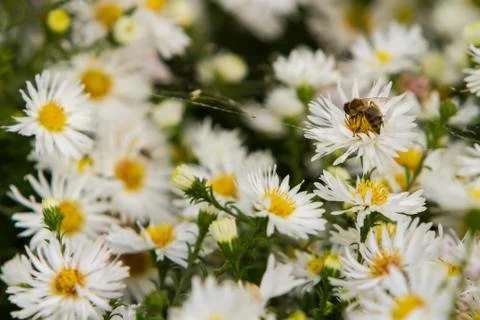 Bee on a flower Stock Photos