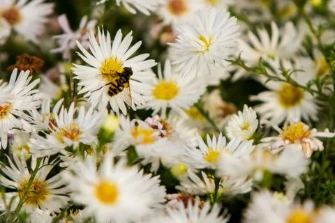 Bee on a flower Stock Photos