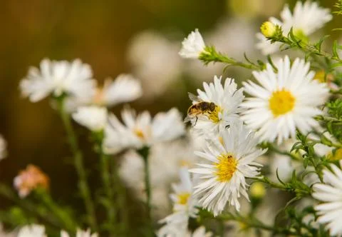 Bee on a flower Stock Photos
