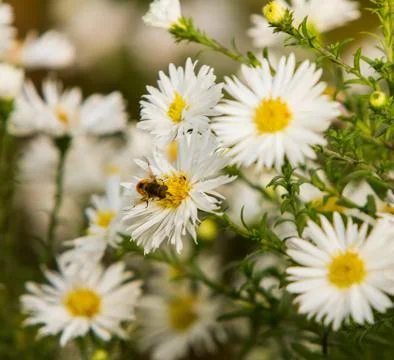 Bee on a flower Stock Photos