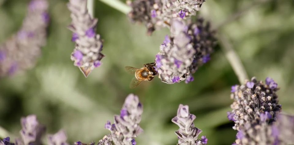 Bee On Flower Stock Photos