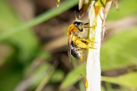 Bee on a flower Stock Photos