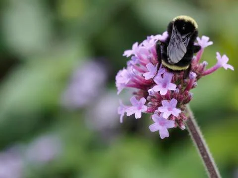 Bee on Flower Stock Photos