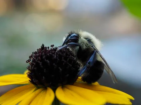 Bee on flower Fotos de archivo