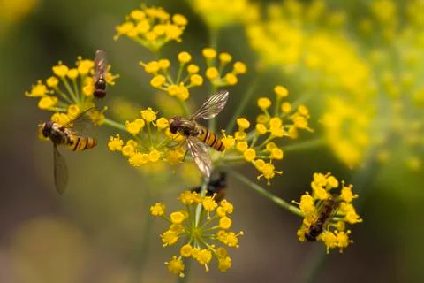 Bee on Flower Stock-Fotos