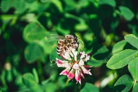 Bee on a flower Stock Photos