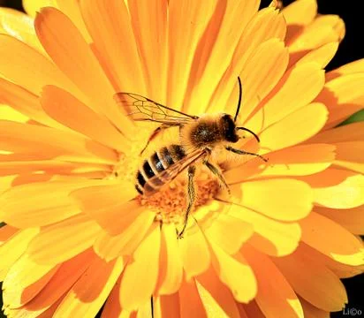 Bee on a flower Stock Photos