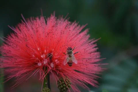 Bee on Flower Stock-Fotos