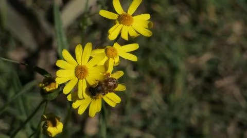 Bee Flower Stock Photos