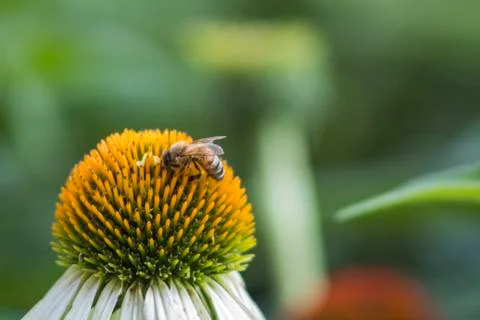 Bee on Flower Stock Photos