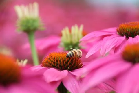 Bee on flower Foto stock