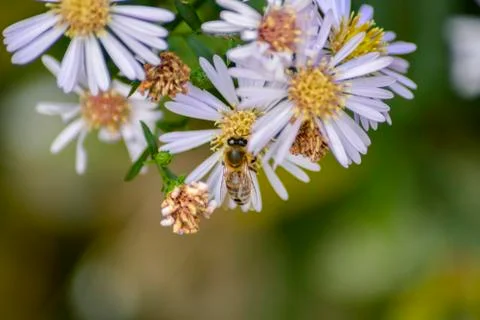 A bee on a flower Stock Photos