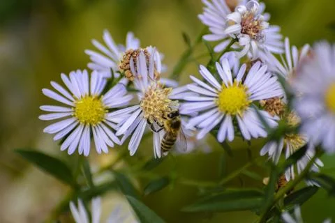 A bee on a flower Stock Photos