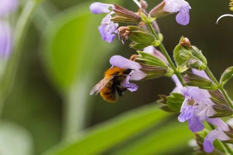 Bee on flower Foto stock
