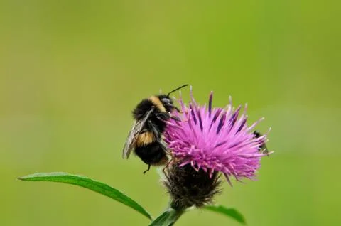 Bee on a flower Stock Photos