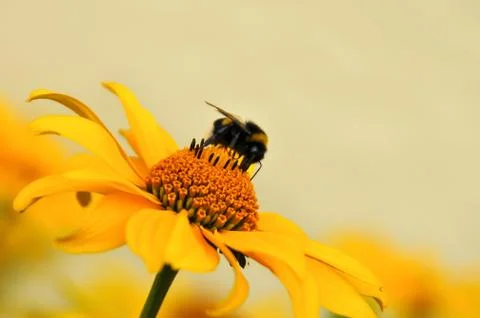 Bee on a flower Foto stock