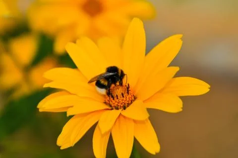 Bee on a flower Stock Photos