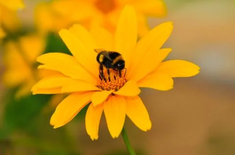 Bee on a flower Stock Photos