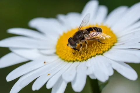 Bee on a flower Stock Photos