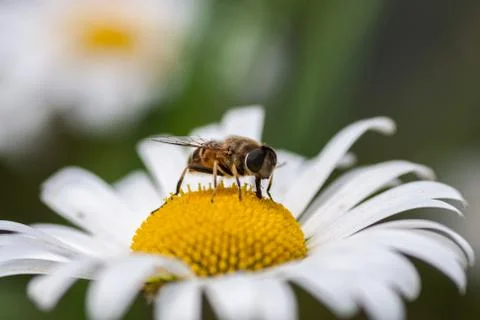 Bee on a flower Stock Photos