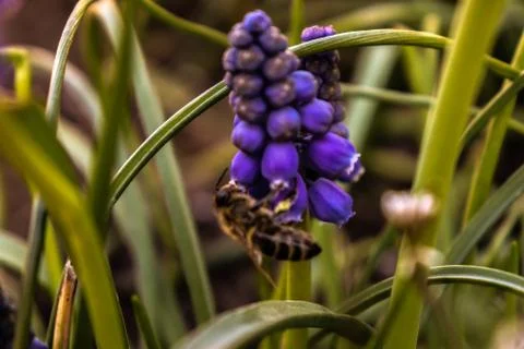 Bee On A Flower Stock Photos