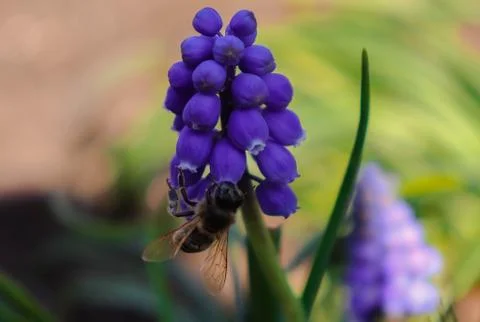Bee On A Flower Stock Photos