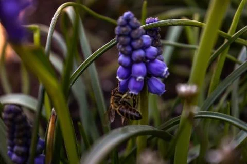 Bee On A Flower Stock Photos