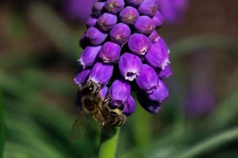 Bee On A Flower Stock Photos