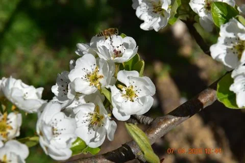 Bee on the flower 写真素材