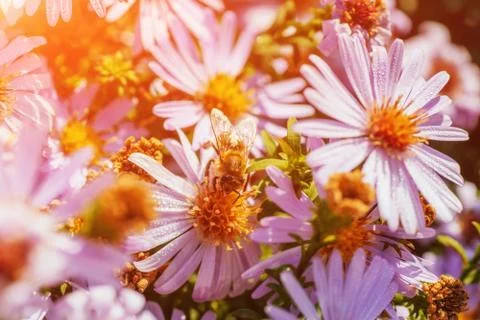Bee on the flower Stock Photos