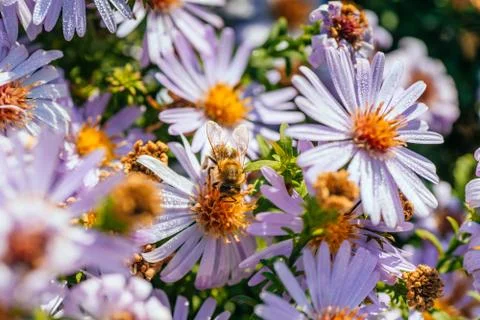 Bee on the flower Stock Photos