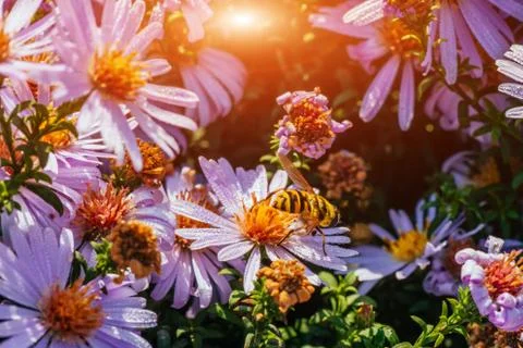 Bee on a flower Stock-Fotos