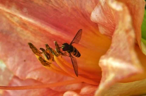 Bee in a flower. Stock Photos