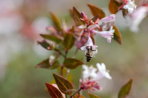 A bee is in the flower. Stock Photos