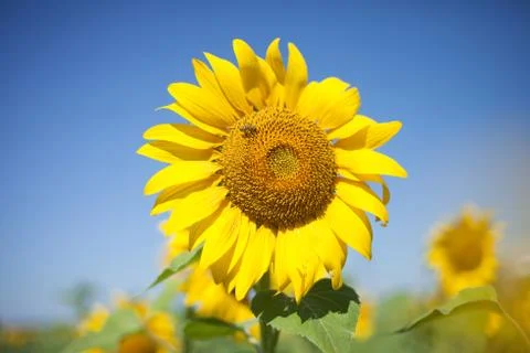 Bee on the flower Stock Photos