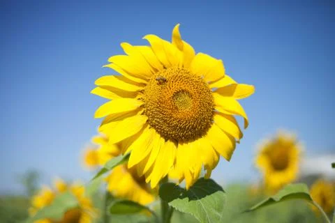 Bee on the flower Stock Photos