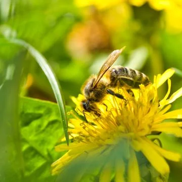 Bee on a flower Stock Photos